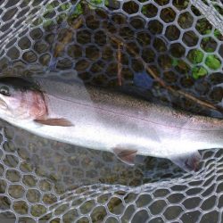 サクラマスは不発気味だったけど楽しめたフィッシングパーク高島の泉